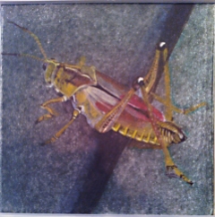 southern lubber grasshopper, 2013