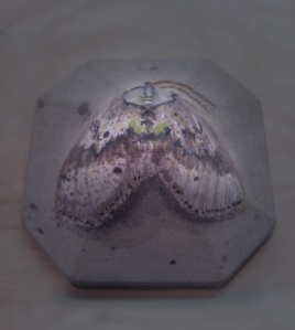moth, watercolor on concrete, 2013